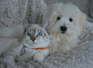 Our Pets - Nuestras mascotas